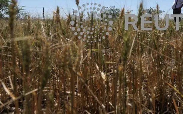 Lavoura de trigo atingida pelo La Niña na Argentina