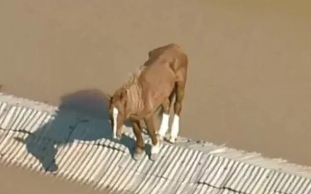 Exército já está mobilizado para salvar cavalo "caramelo", informa Janja