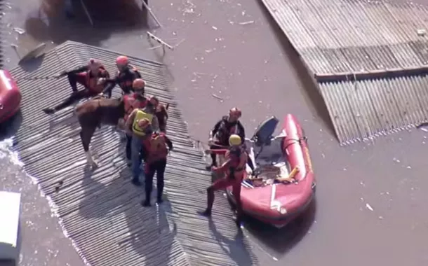 Cavalo "Caramelo", que estava ilhado em telhado no RS, é resgatado