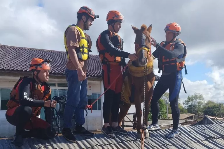 Batizada de Caramelo, égua é resgatada de cima de um telhado na cidade de Canoas (RS)