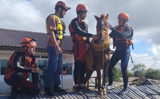 Batizada de Caramelo, égua é resgatada de cima de um telhado na cidade de Canoas (RS)