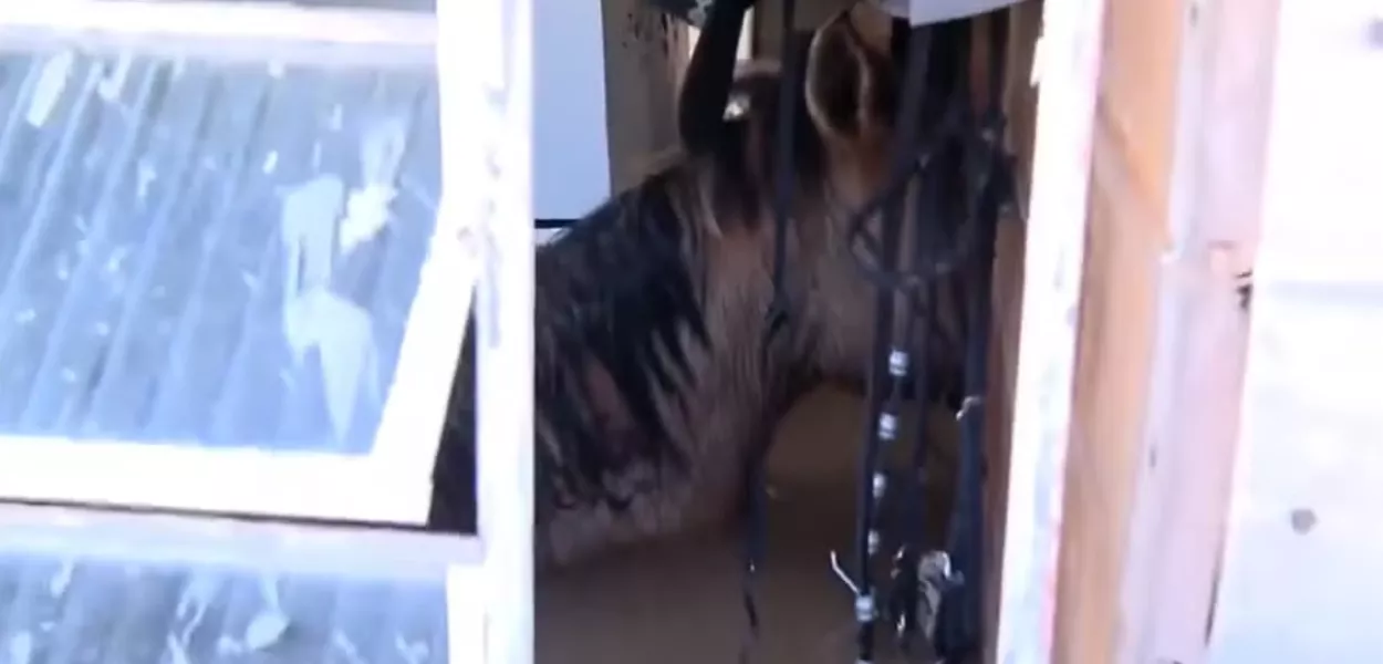 Dois cavalos presos no interior de uma casa em Canoas (RS)