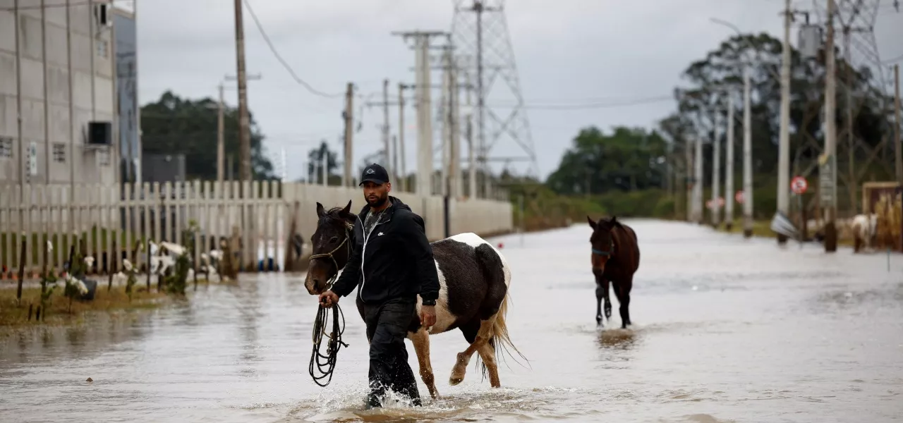 Voluntário resgata cavalos em rua alagada de Eldorado do Sul, no Rio Grande do Sul