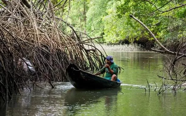 Proteger manguezais ajuda a evitar inundações como as do RS, destaca pesquisa