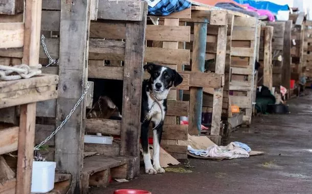 Animais no Rio Grande do Sul