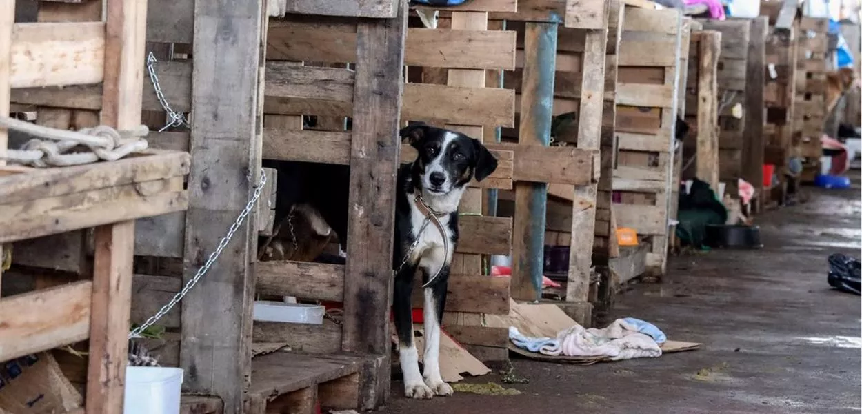 Animais no Rio Grande do Sul