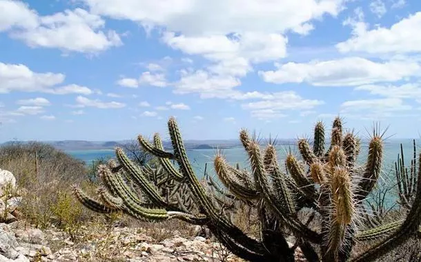 Governo vai criar 12 unidades de conservação na Caatinga