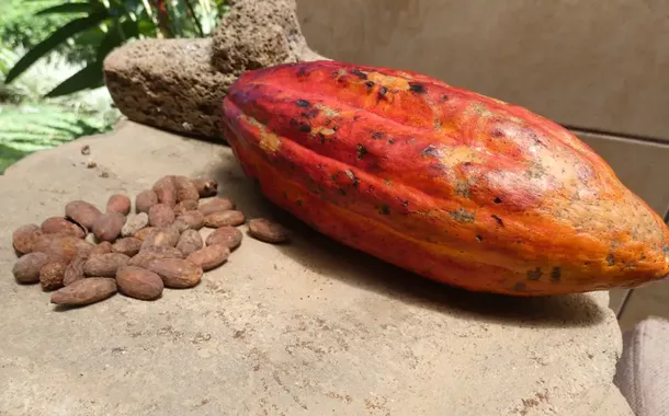 Cacau