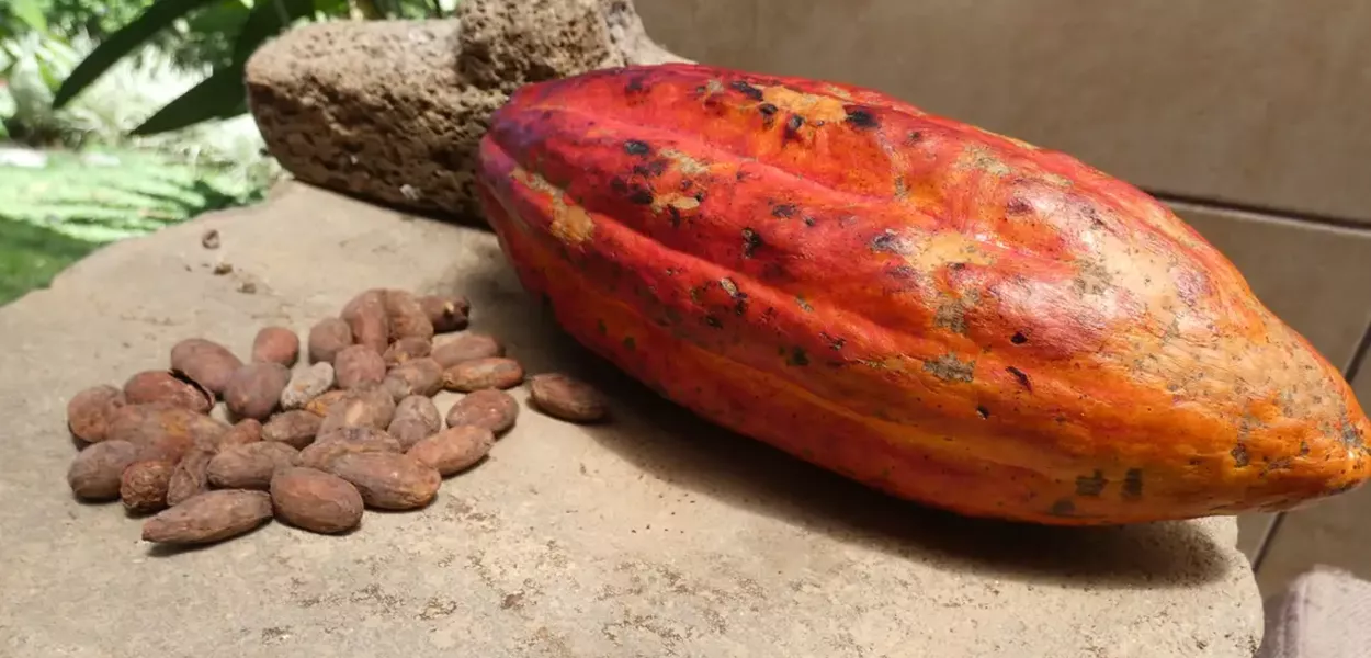 Cacau