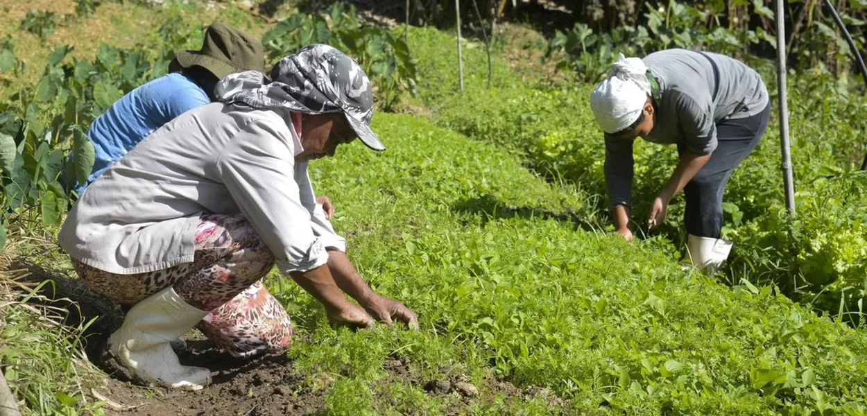 Mulheres na agricultura familiar 