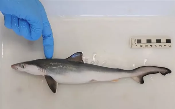 Tubarões com cocaína no estômago