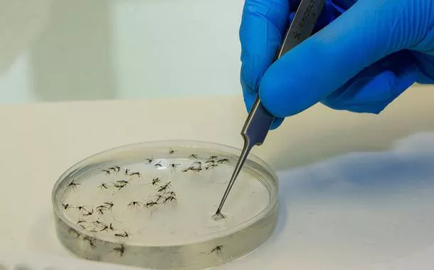 São Paulo registra três novos casos de Febre do Oropouche