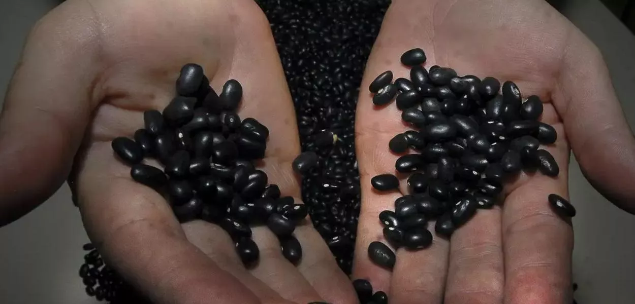 Brasil amplia exportação de feijão e chega a 519 novos mercados abertos desde 2023