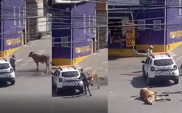 PM de Tarcísio executa boi a tiros em plena rua de Mauá, na Grande SP (vídeo)