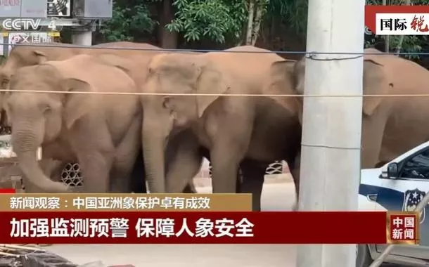 A história verde da China por trás do “passeio”klask 1xbetgrupo dos elefantes