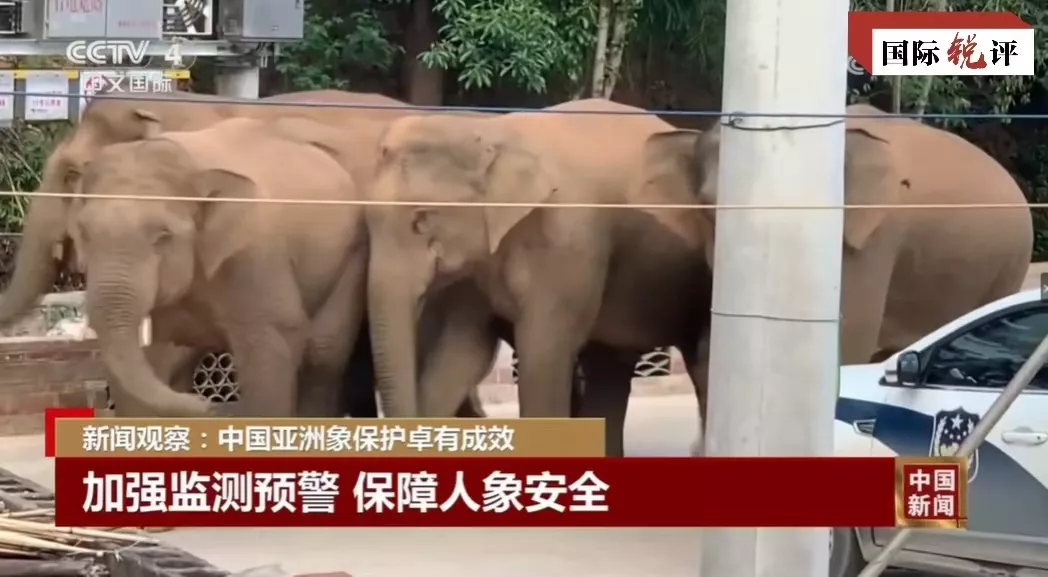 A história verde da China por trás do “passeio” em grupo dos elefantes