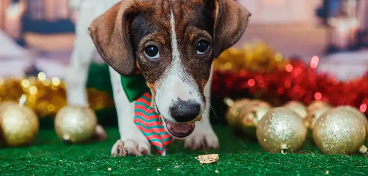 Cachorro de estimação