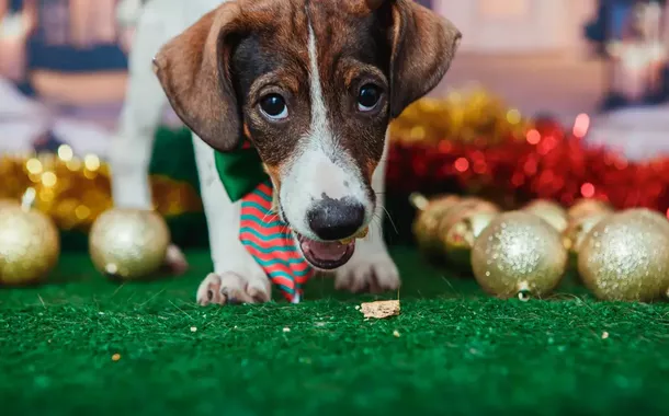 Cachorro de estimação