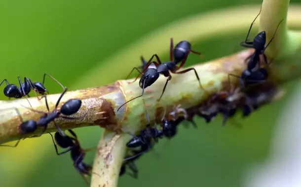 Formigas do futuro, formigas do passado