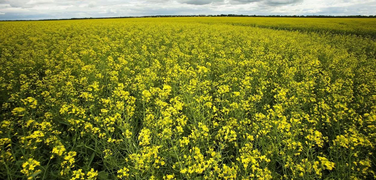 A canola floresce em campos agrícolas perto de La Salle, Manitoba, Canadá