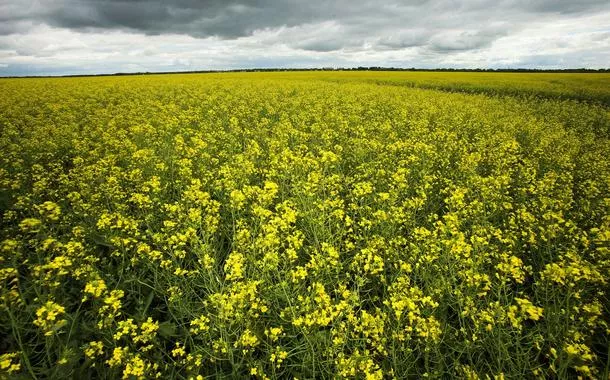 A canola floresce em campos agrícolas perto de La Salle, Manitoba, Canadá