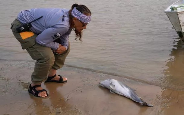 Botos morrem novamente em lago da Amazônia que ficou raso por causa da seca