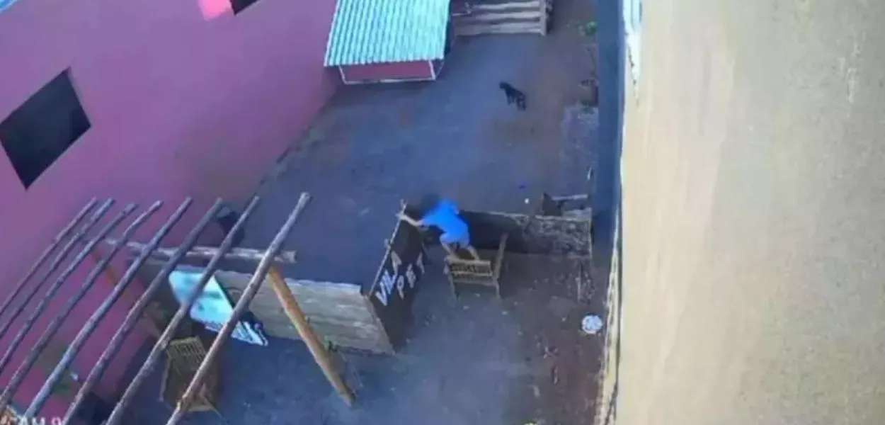 Menino invade hospital veterinário e mata 23 animais