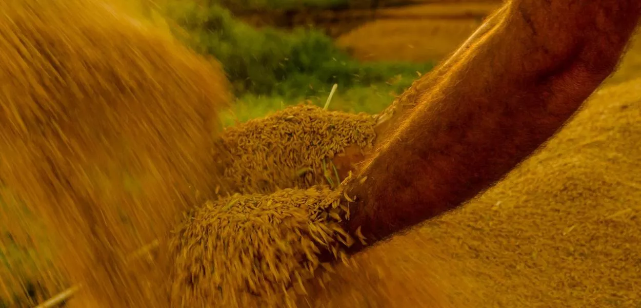 Retomada de estoques de arroz após 11 anos traz segurança a produtor e a consumidor