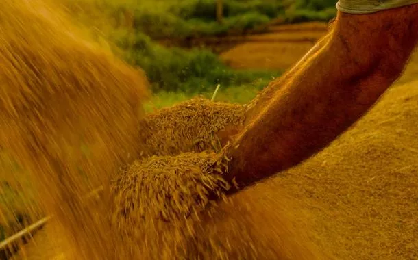 Retomada de estoques de arroz após 11 anos traz segurança a produtor e a consumidor
