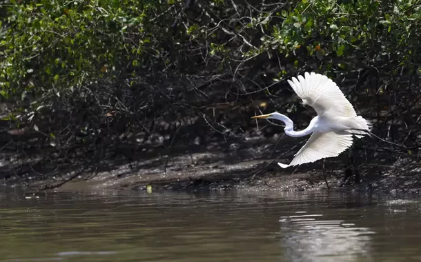 Pesquisa mostra que 36% dos pequenos negócios brasileiros se preocupam com preservação ambiental