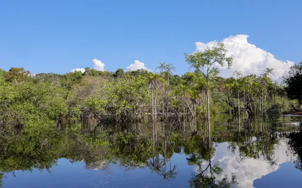 Sociedade civil e empresas se unem em projeto pioneiro de restauração florestal