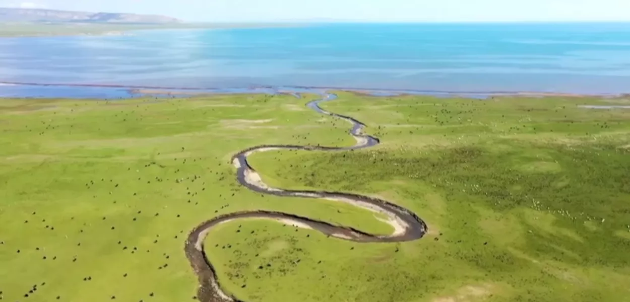 A carpa nua de Qinghai “nada” por uma nova era ecológica