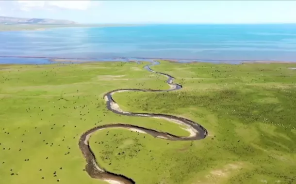 A carpa nua de Qinghai “nada” por uma nova era ecológica