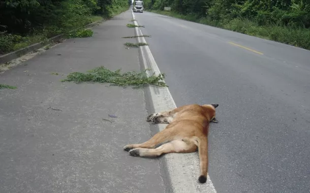 Startup mapeia 400 mil km de estradas no Brasil para reduzir atropelamentos e mortes de animais