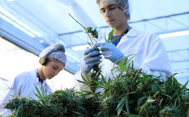 Uso terapêutico de cannabis: AGU pede mais tempo ao STJ para regulamentação