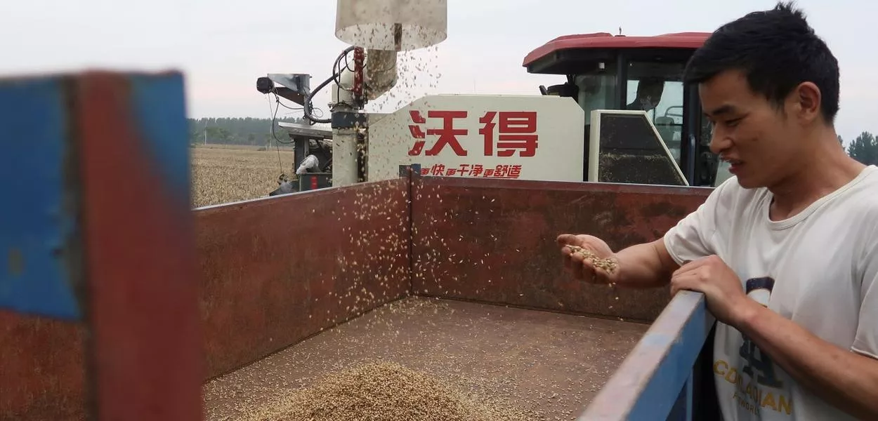 Produtor observa grão de trigo colhido