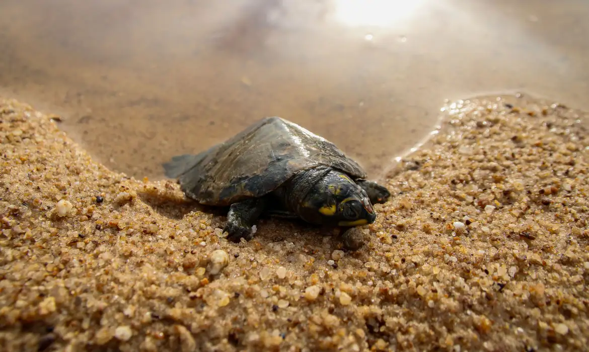 Tartaruga