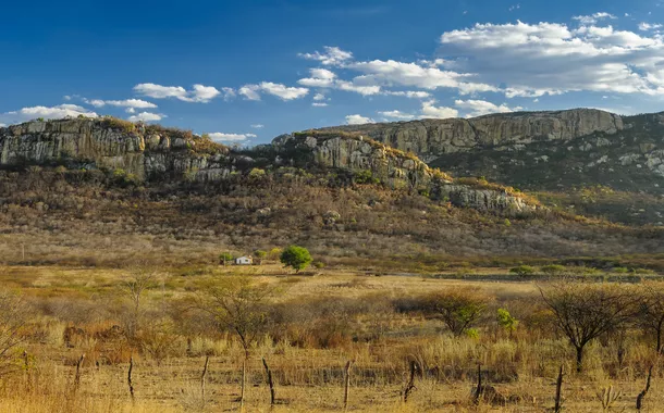 BNDES e grupo Heineken investem R$ 10 milhões na restauração da Caatinga no Ceará