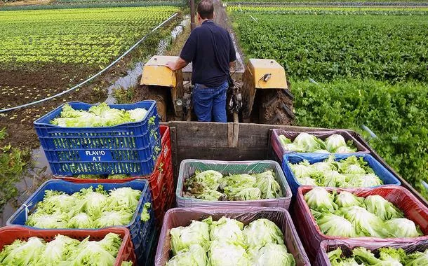 Fornecimento de alimentos para programas públicos aumenta renda de agricultores familiares