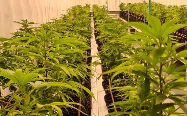 Cultivo de cannabis medicinal pelo agronegócio é destaque em congresso
