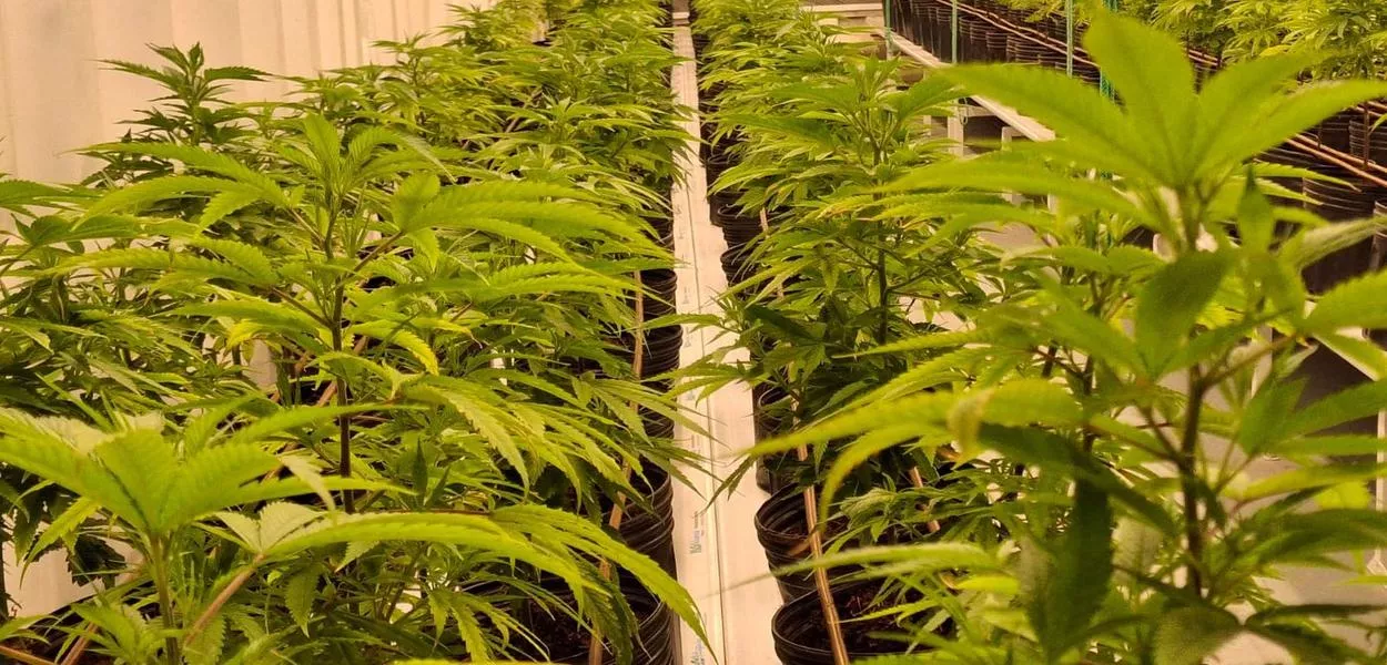 Cultivo de cannabis medicinal