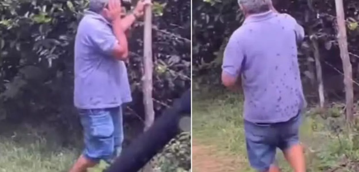 ex-vereador é atacado por abelhas