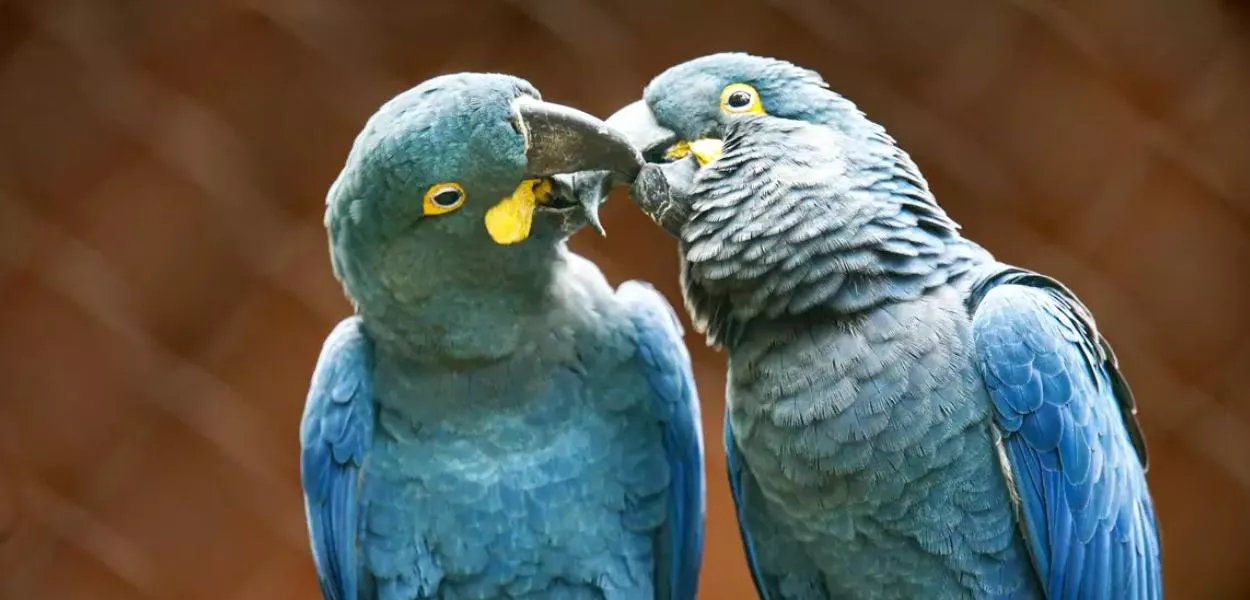 Arara-azul-de-lear