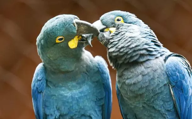 Ameaçada de extinção, mais uma arara-azul-de-lear nasce em São Paulo