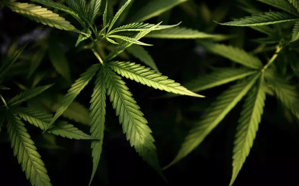 Relatório aponta potencial do Brasil para liderar mercado global de cânhamo e cannabis