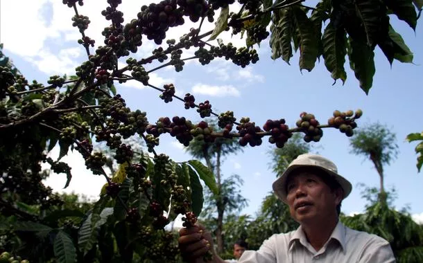 Pé de café