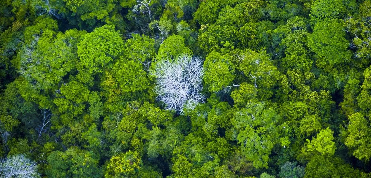 Floresta Amazônica no Pará 