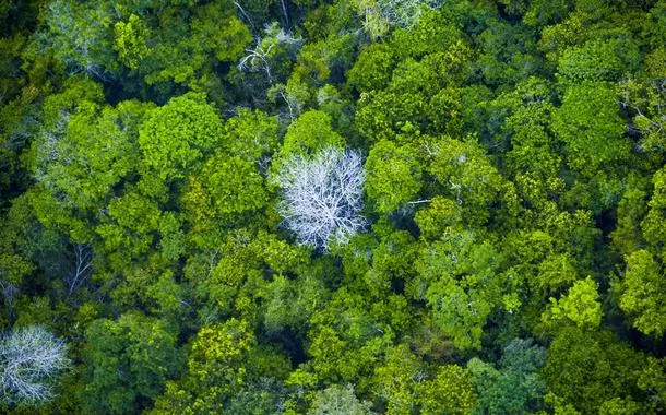 Floresta Amazônica no Pará 