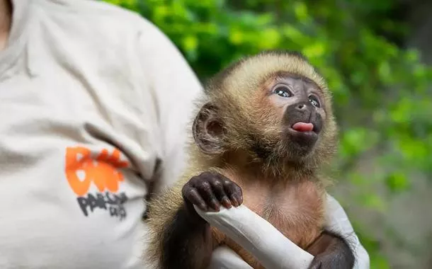 Macaco