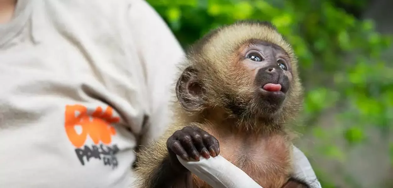 Macaco